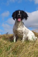 F.T. springer spaniel